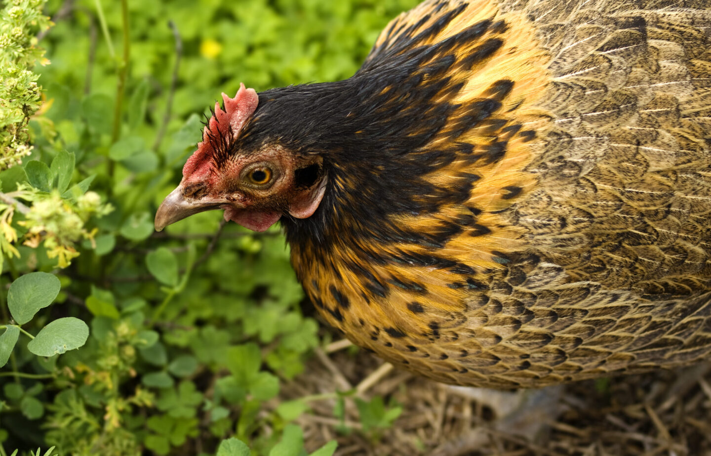 chicken picking at herbs