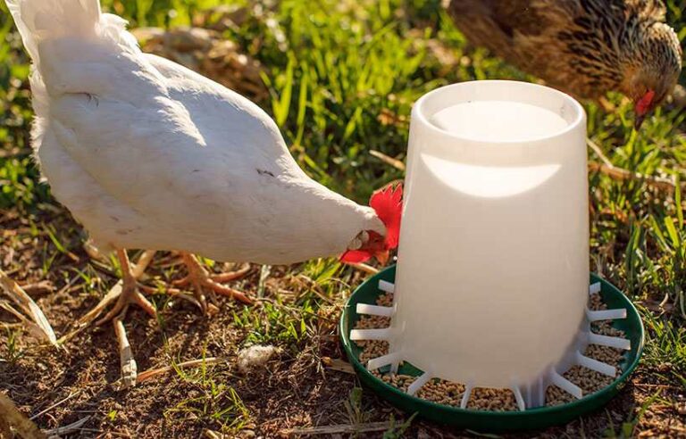 white chicken eating from feeder