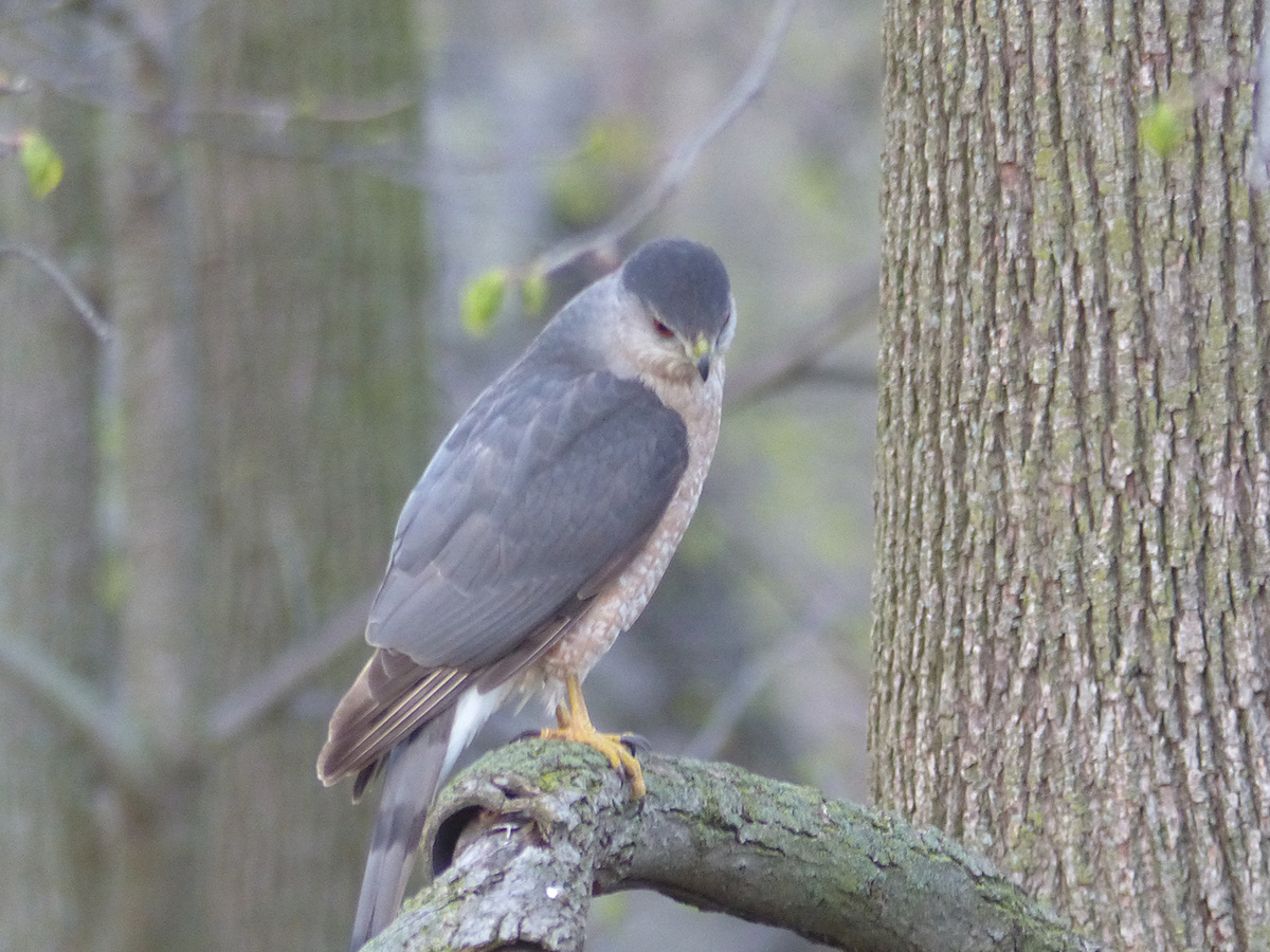 Hawk perched on tree branch