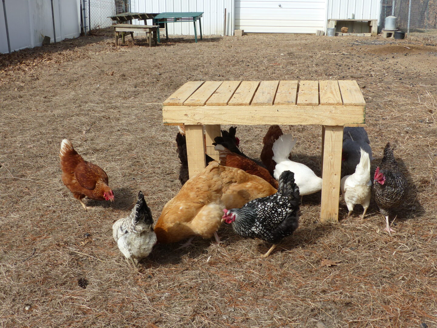 chickens under table