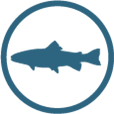 salmon icon