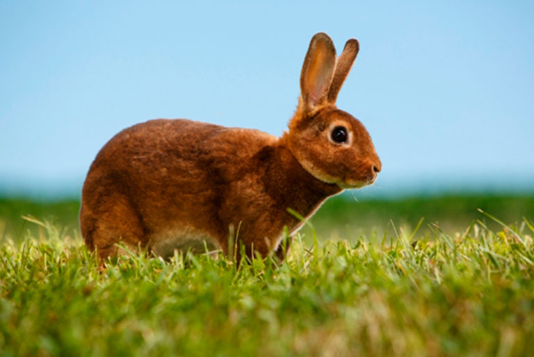 Red mini rex bunny in grass