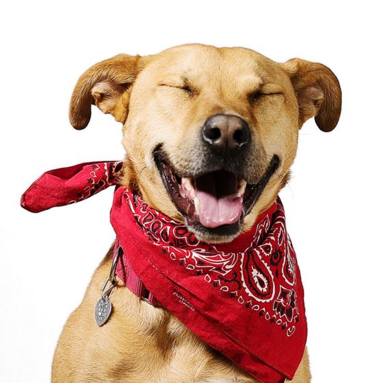 Dog with bandana around neck smiling for photo