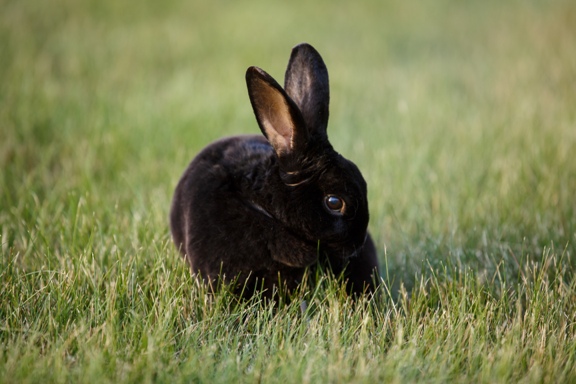 Black bunny in green grass