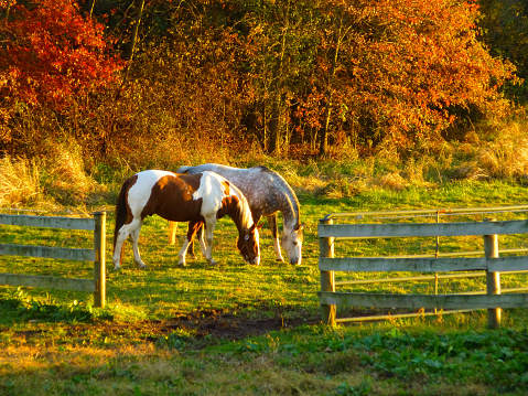 horses grazing in autumn