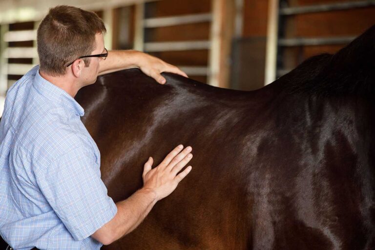 Man reviewing horses topline