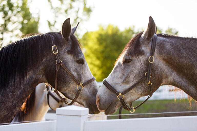 Solving Separation Anxiety in Horses