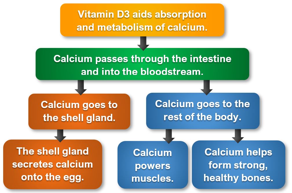 Vitamin D3 Process flow chart