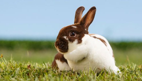 brown-white-rabbit