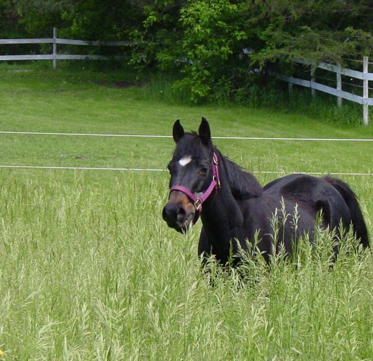 Widgy in Grass