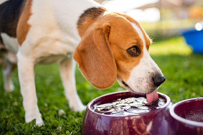 dog drinking water from a bowl