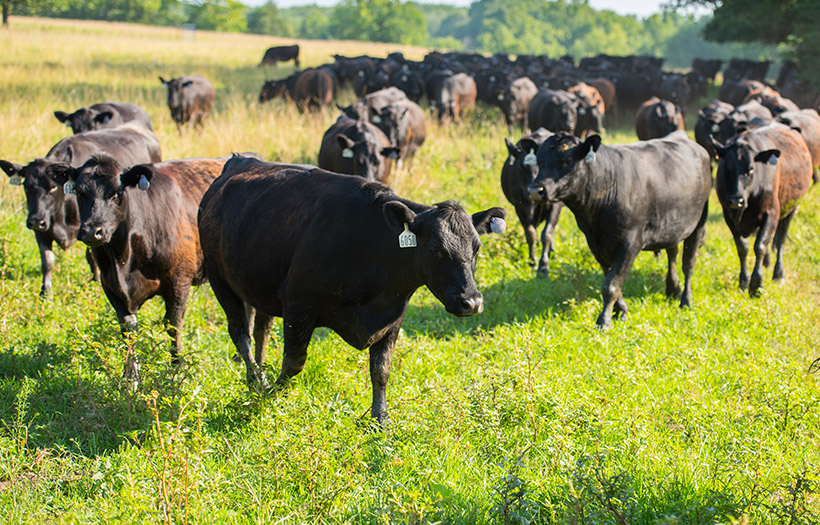 Black cows walking in grass pasture