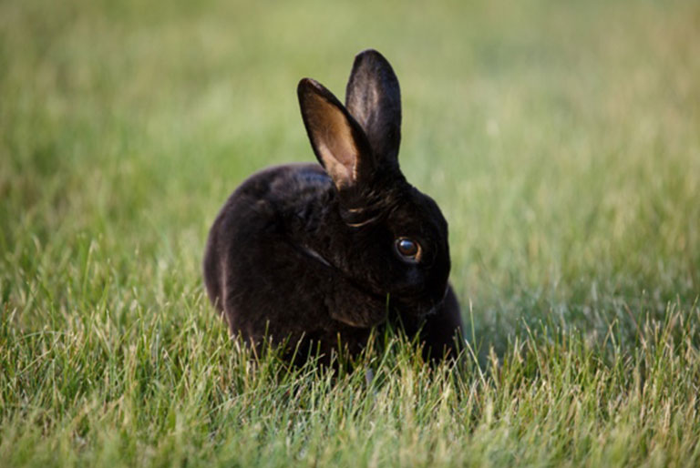 Black bunny in grass