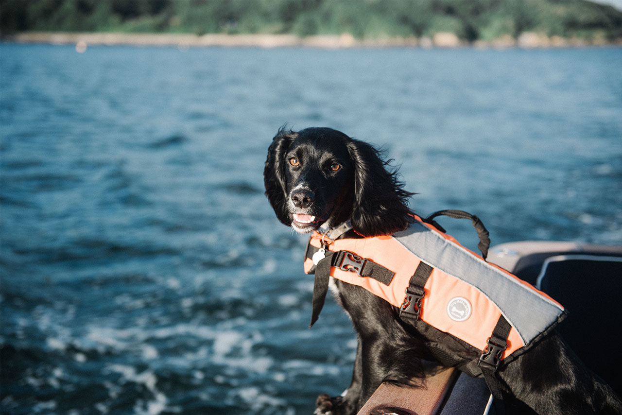 black dog wearing a life jacket in boat