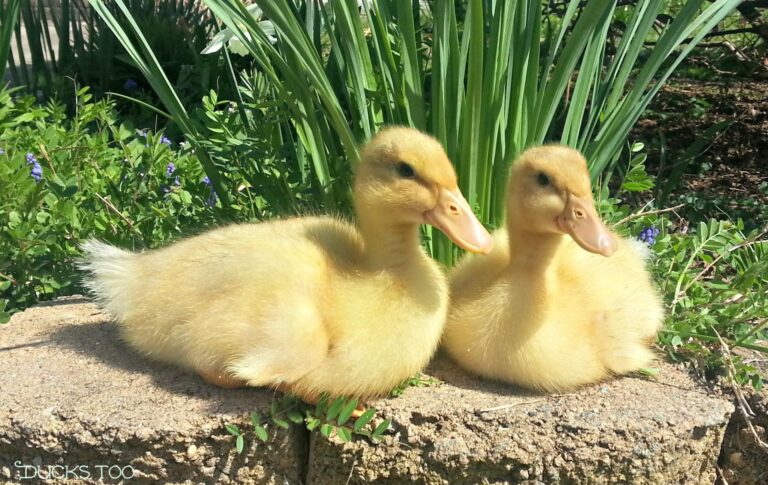 brooding-ducklings