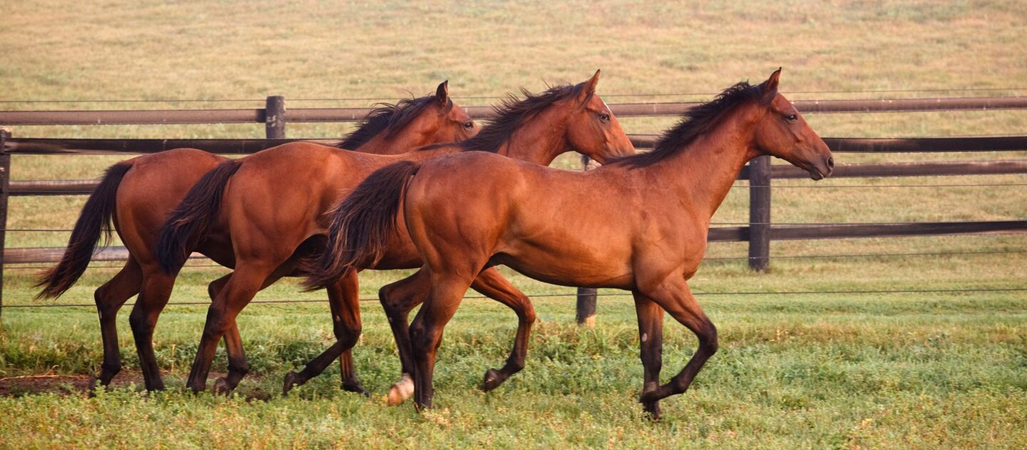 three horses running