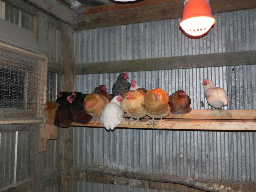 Chickens roosting in hen house