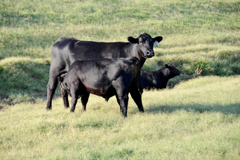 Cow calf pair nursing
