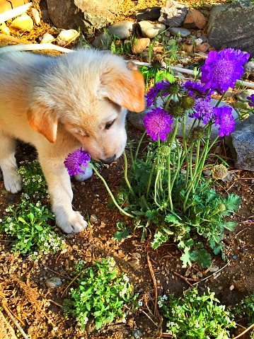 puppy in flower garden