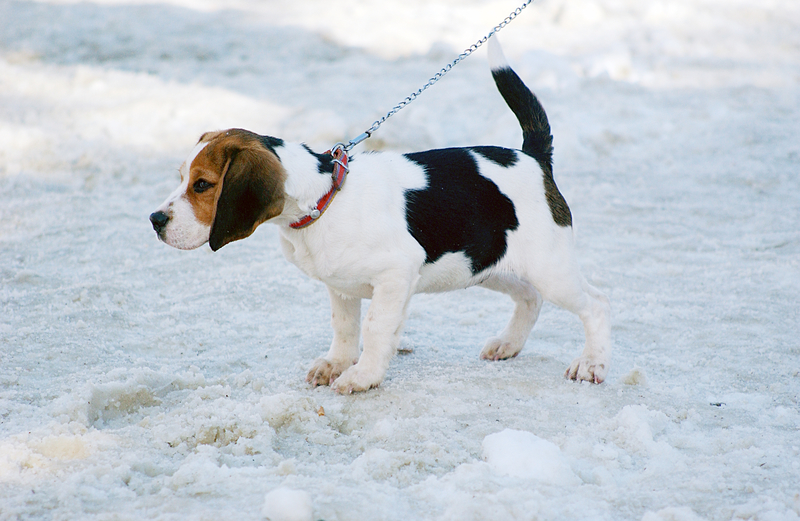 Beagle standing on icy sidewalk