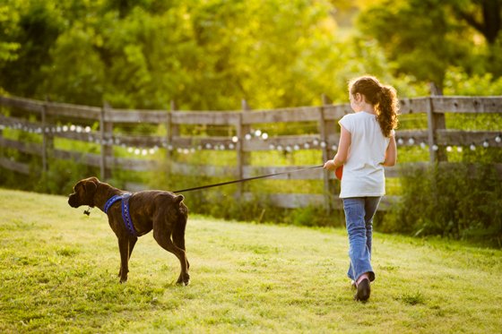 Young girl walking a brown dog