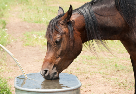 Horse drinking from trough