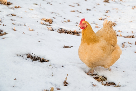 Chicken in snow