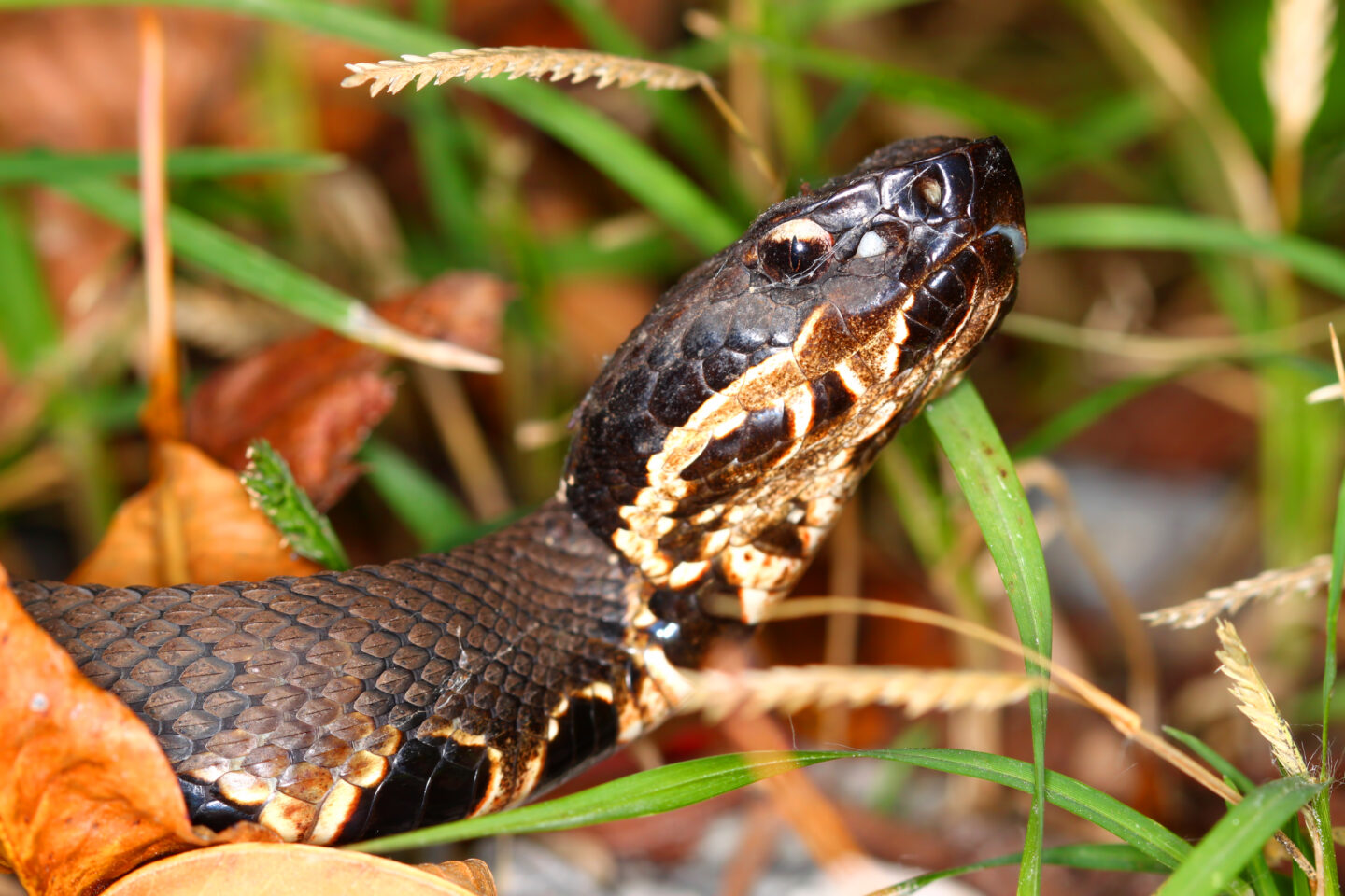 snake in grass