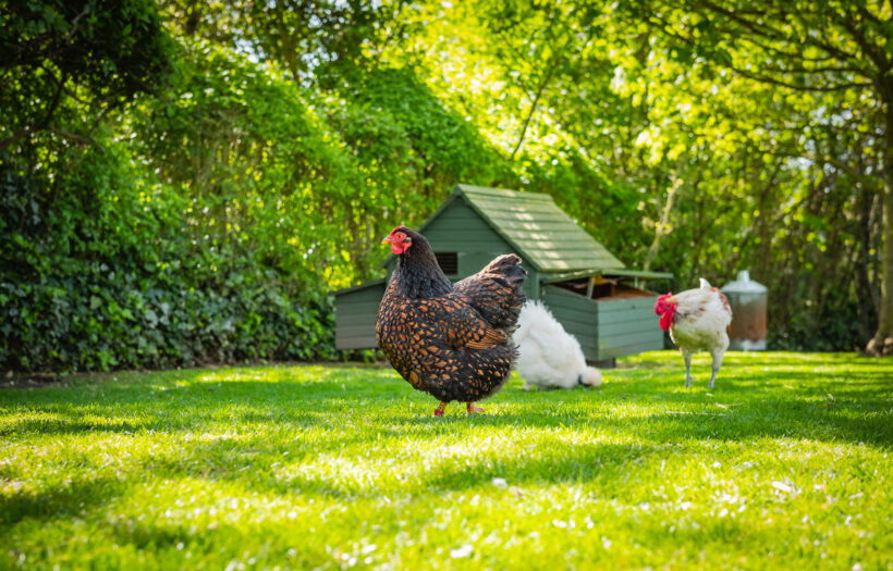 hens-greencoop-grass