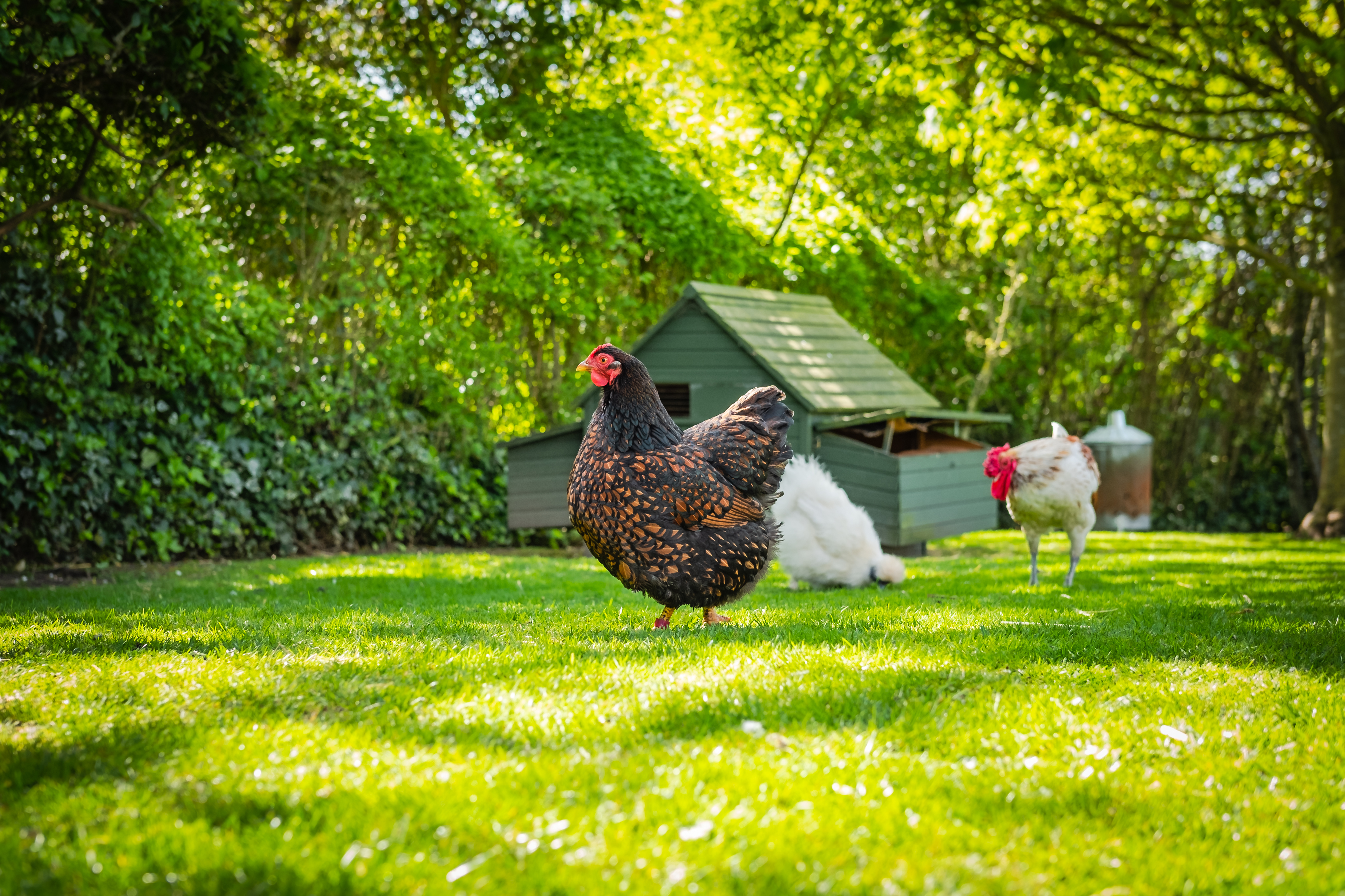 hens-greencoop-grass