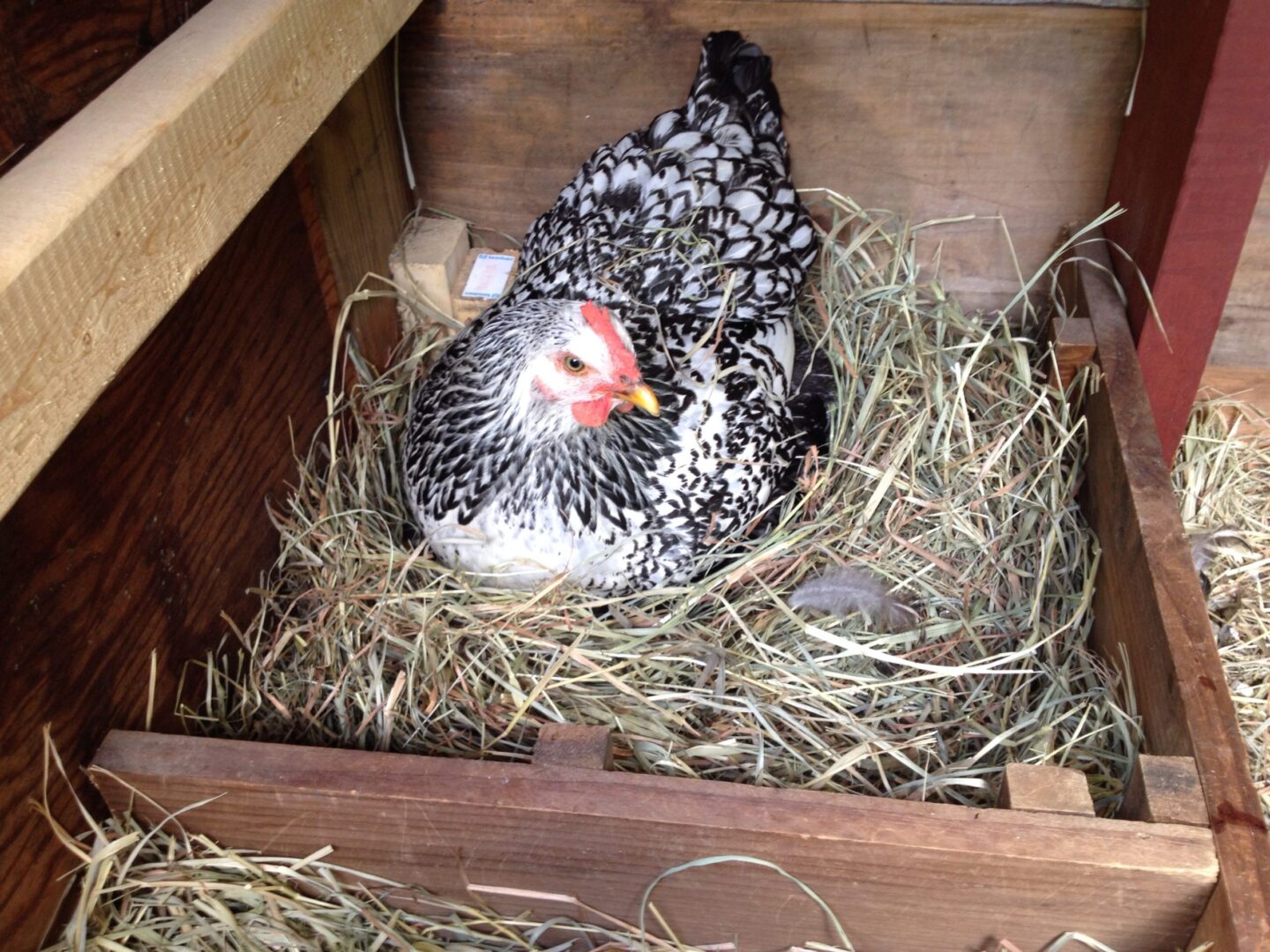 layer chicken in nesting box