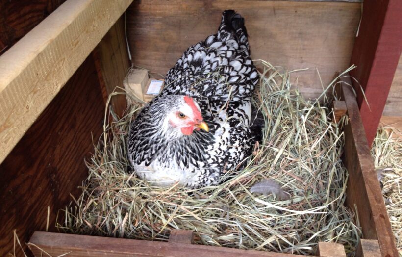 layer chicken in nesting box