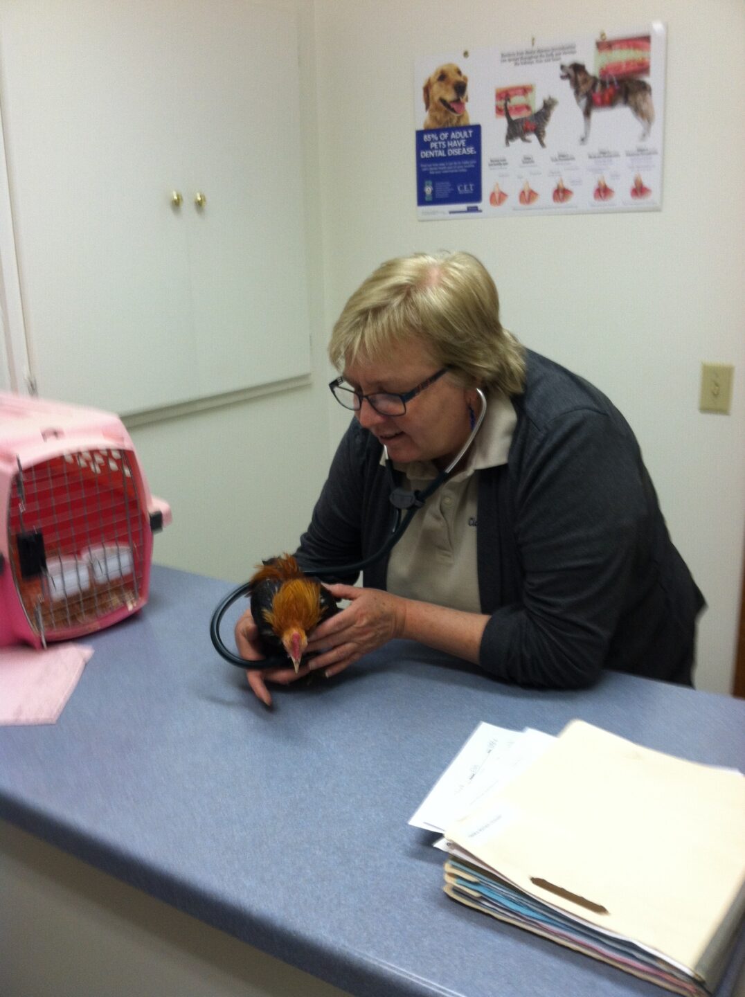 vet giving chicken checkup