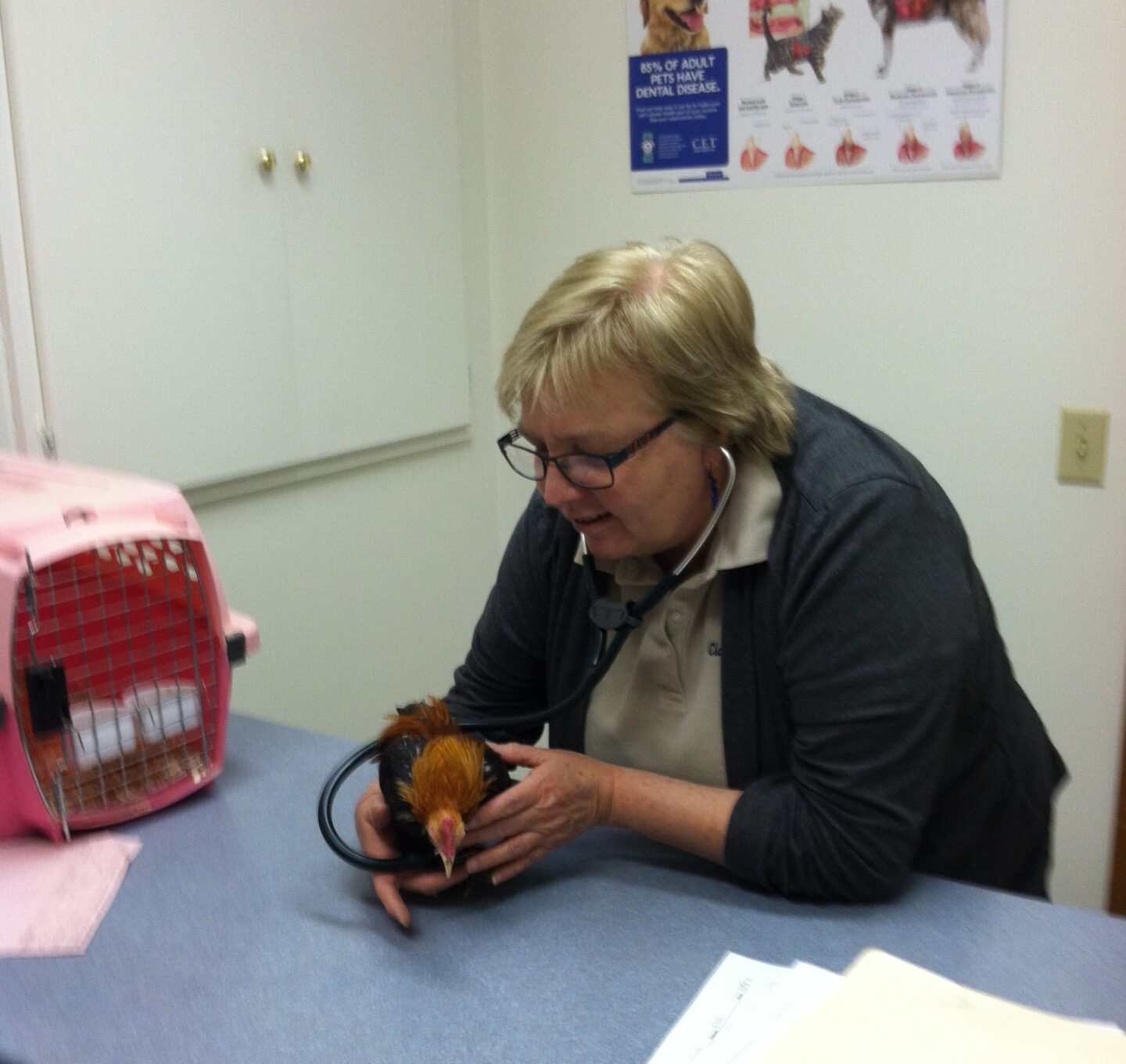 vet giving chicken checkup