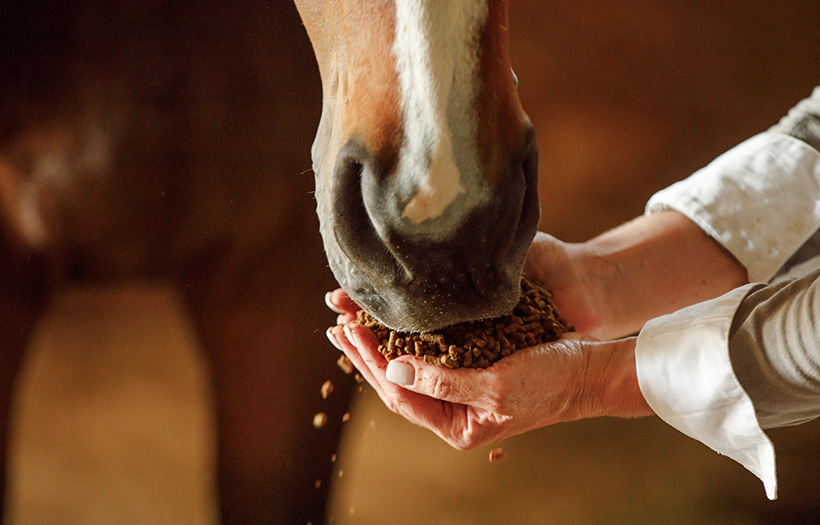 feeding horse from hands
