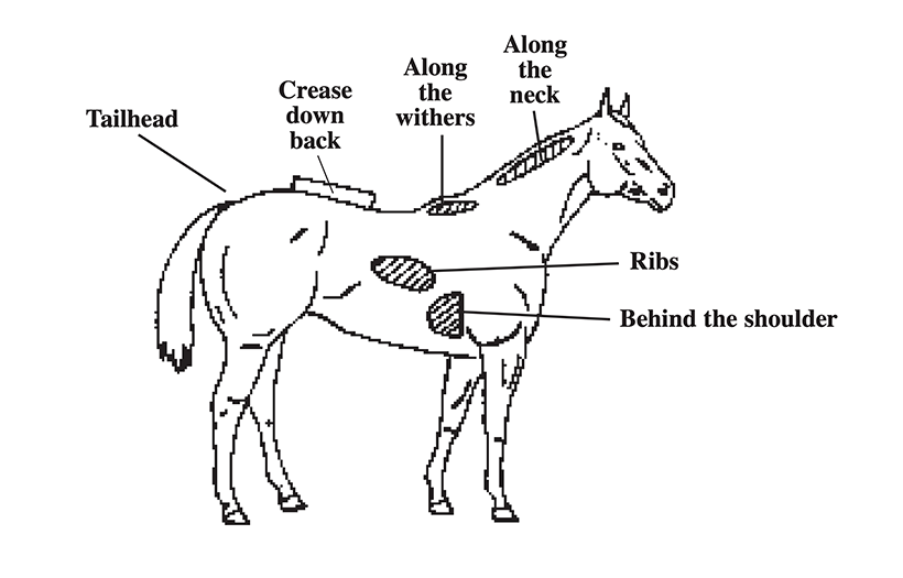Equine body condition scoring chart