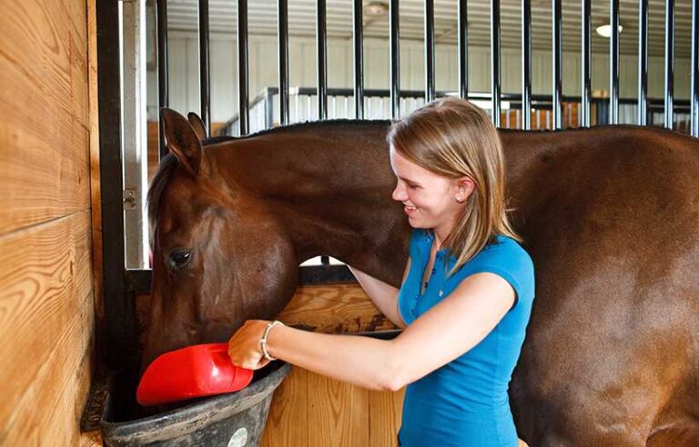 Equine Blog Feeding Beet Pulp