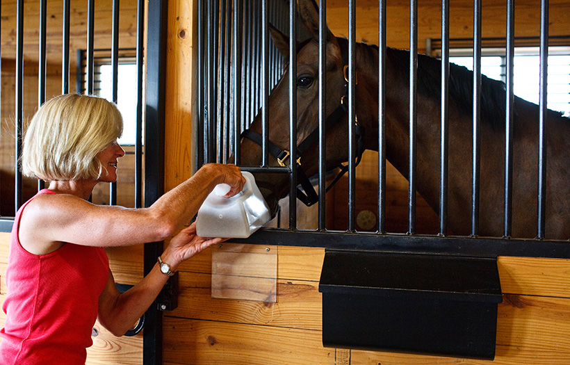 feeding horse in a stall
