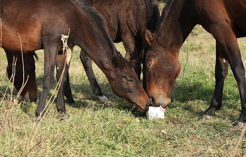 horses licking a salt block in pasture