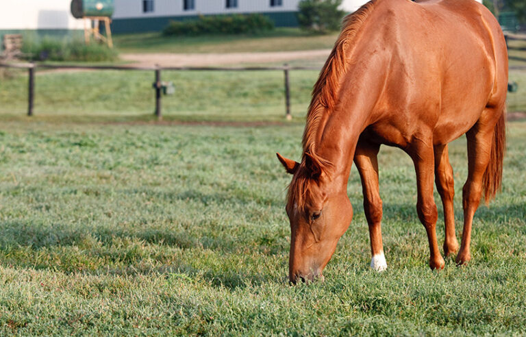 Horse grazing in pasture