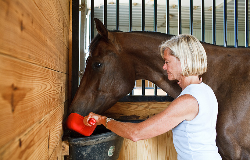 woman feeding horse