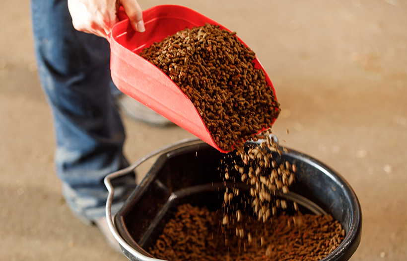 pouring horse feed into a bucket with red scoop