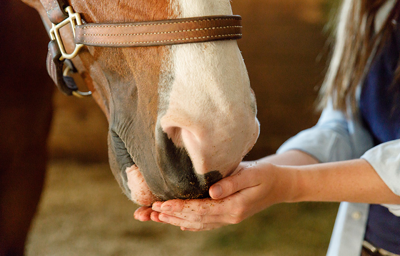 feeding horse with hands