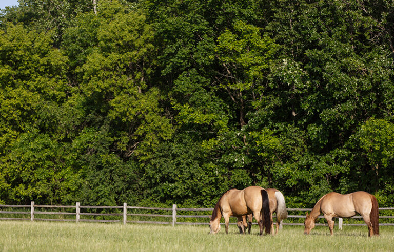 ask-the-expert-are-maple-leaves-toxic-to-horses