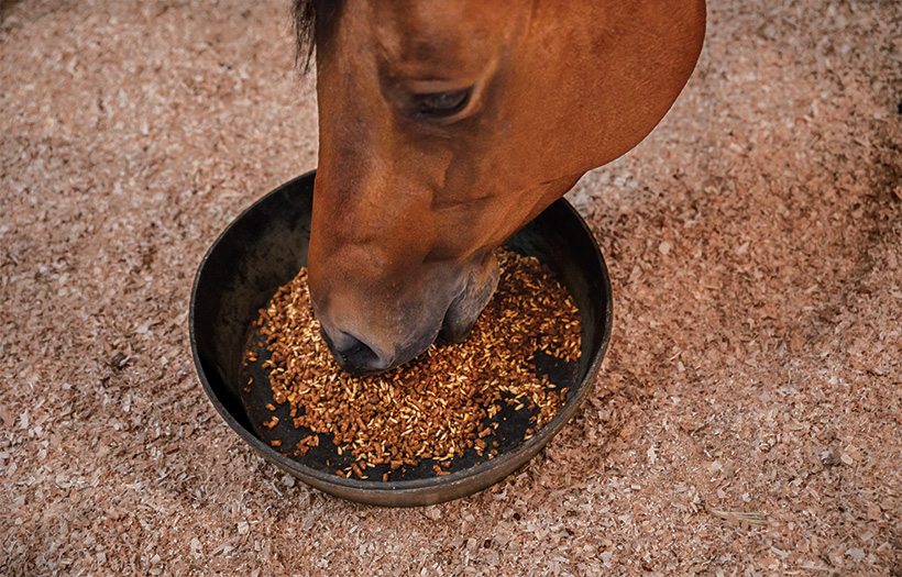 horse eating feed