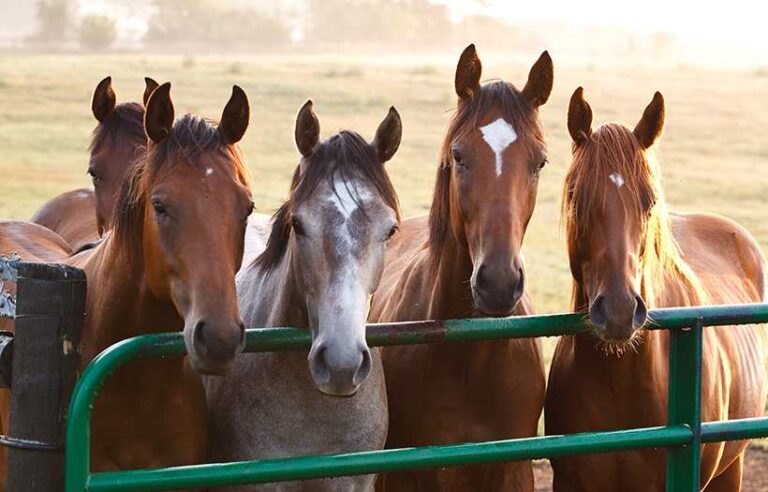 horses at gate