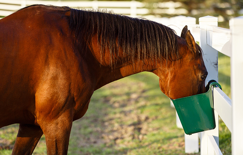 horse eating from pail