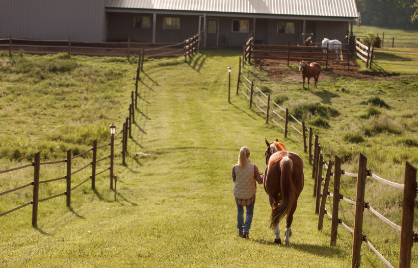 A women leading a horse back towards a barn. They are walking past pasture paddocks.