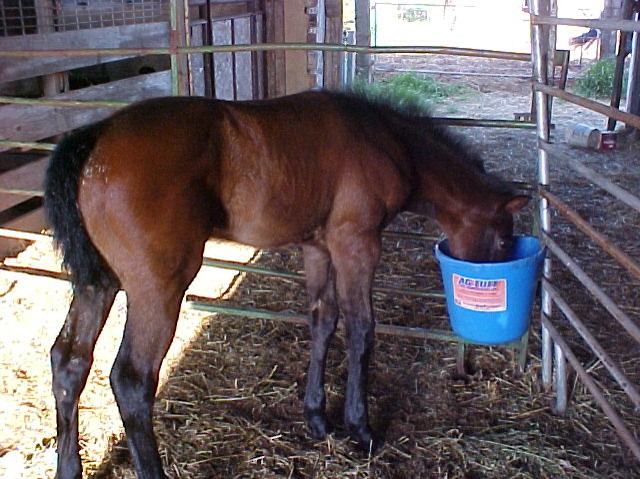 Milk Replacer for Foals