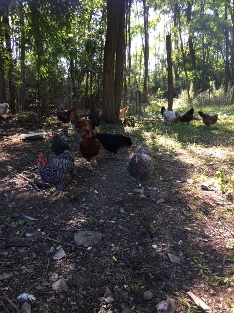 chickens-under-tree